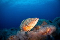   Dusky grouper posing shot volcanic rock bottom el Hierro Canary Islands. Nikon D90 10.5mm ISO 200 f8 180s. Ikelite housing dual DS51 strobes. Islands 10.5mm, 105mm, 10 5mm, f/8, f8, 8, 1/80s. 1/80s 80s. strobes  